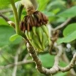 Magnolia sieboldii Fruit