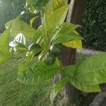 Citrus × aurantium Leaf