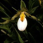 Cypripedium candidum Floare