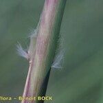 Tripidium ravennae Bark