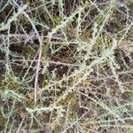 Artemisia herba-alba List