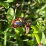 Ophrys speculum Õis