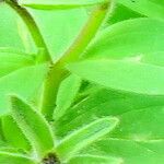 Petunia integrifolia Листок