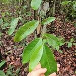 Pera glabrata List