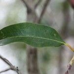 Agarista salicifolia Hoja