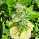 Hibiscus vitifolius Flor