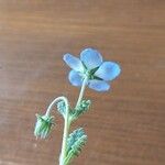 Nemophila menziesii Hostoa