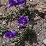 Campanula alpestris Цвят