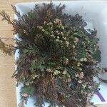 Selaginella lepidophylla Лист