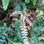 Adiantum hispidulum Leaf