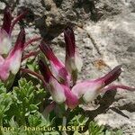 Fumaria macrosepala Kwiat