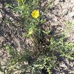 Grindelia pulchella Агульны выгляд