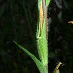 Castilleja minor Bark