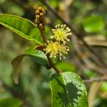 Croton dichogamus Flower