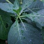 Phytolacca esculenta Otro