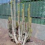 Euphorbia canariensis Лист