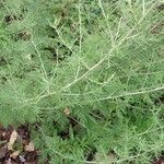 Artemisia alba Likasa