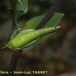 Cerastium perfoliatum Ffrwyth