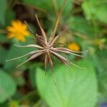 Cosmos sulphureus Fruit