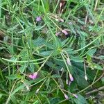 Epilobium roseum Flors