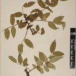 Zanthoxylum oxyphyllum Otro