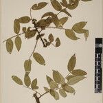 Zanthoxylum oxyphyllum Anders