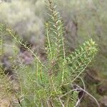 Erica scoparia Leaf