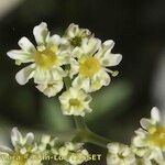 Heracleum pumilum Fula
