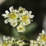 Heracleum pumilum Flower