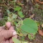 Cissampelos pareira Feuille