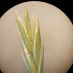 Festuca gigantea Flower