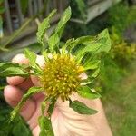 Bidens vulgata Blad