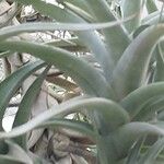 Tillandsia albida Leaf