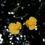 Utricularia vulgaris 花