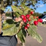 Crataegus crus-galli ഫലം