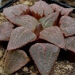 Haworthia emelyae Elinympäristö