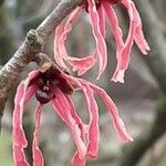 Hamamelis × intermedia Flower