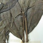 Miconia longifolia Други
