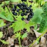 Aralia nudicaulis Frukto