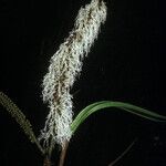 Pentaclethra macroloba Blüte