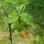 Quercus bicolor পাতা