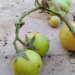 Solanum lycopersicumFruit