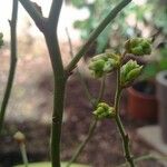 Vaccinium corymbosum Blad