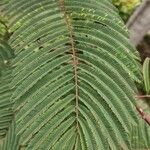 Calliandra houstoniana Feuille