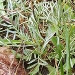 Astragalus vesicarius Blad