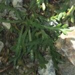 Leucanthemopsis alpina 形態