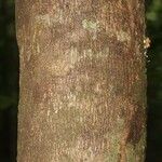 Himatanthus bracteatus Bark