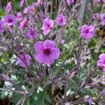 Geranium maderenseFlower