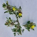 Ononis pusilla Flor