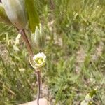 Cerastium perfoliatum Квітка